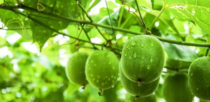 Warum Wählen Immer Mehr Menschen Mönchsfrucht? Monk Fruit Extract