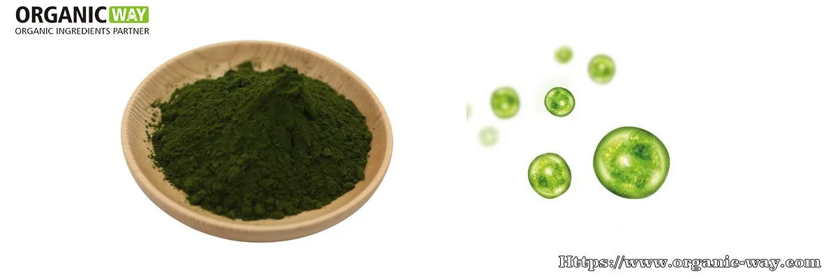 Bio-Chlorellapulver Bio Chlorella Pulver