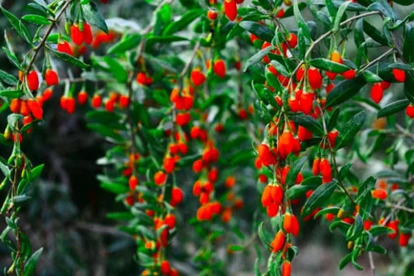 Das Angebot An Organischen Goji-Beeren Ist In Diesem Jahr Knapp Goji-Berry