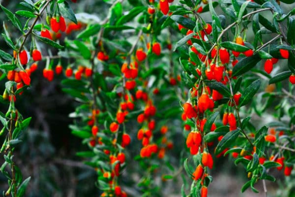 Die Versorgung mit Bio-Goji-Beeren ist in diesem Jahr selten