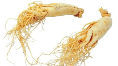 Bio frischer Ginseng
