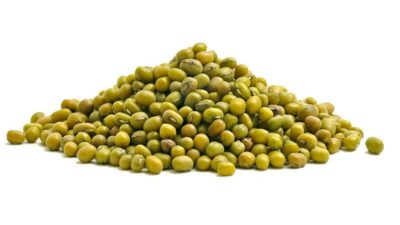 Bio-Mungobohne