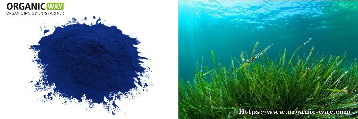 Bio-Phycocyanin Organic Phycocyanin
