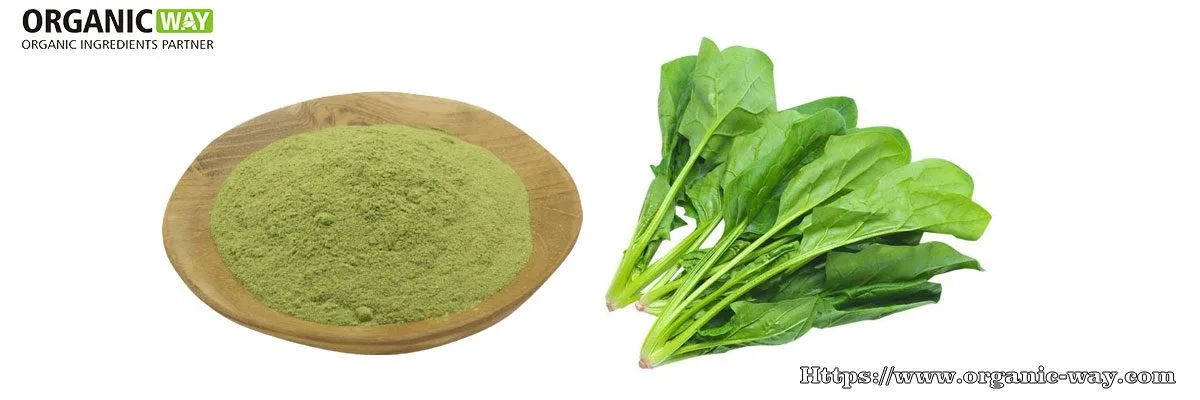 Bio-Spinatpulver Organic-Spinach-Powder