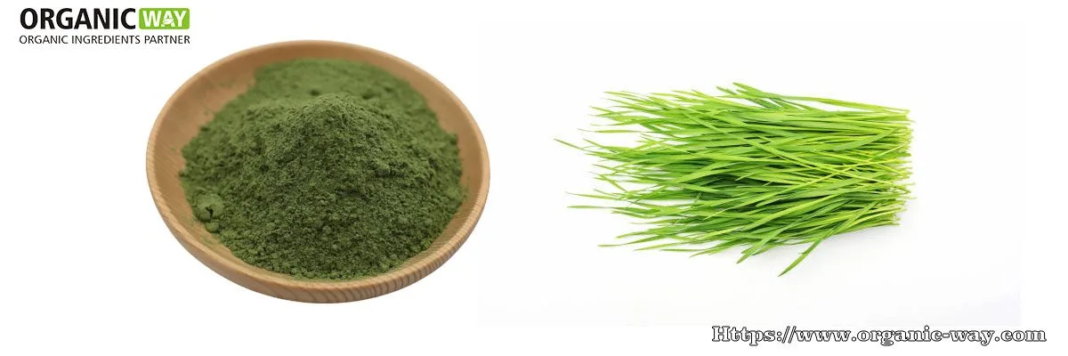 Bio-Weizengraspulver