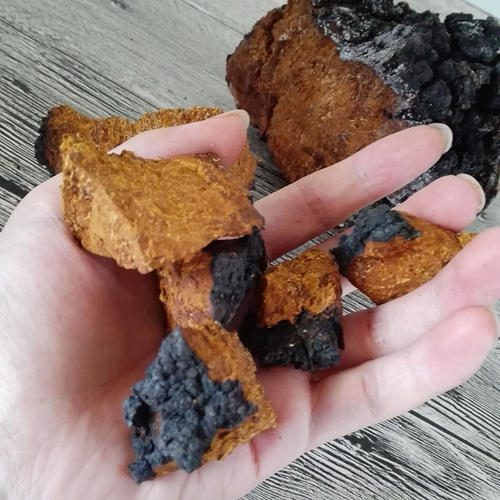 Chaga hat mehrere Nährwerte, zwei Forschungsrichtungen stehen im Mittelpunkt Chaga hat mehrere Nährwerte, zwei Forschungsrichtungen stehen im Mittelpunkt