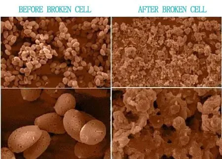 Bio-Mungobohnenprotein : Gesundheitliche Vorteile, Nährwertprofil Und Pflanzliche Anwendungen Broken Cell Reishi