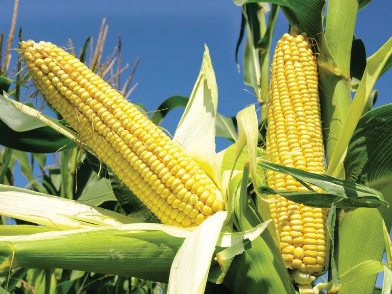Der Preis für Bio-Mais und seine tiefverarbeiteten Produkte steigt corn's image