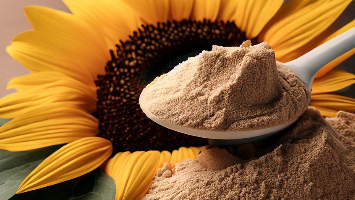 Les bienfaits pour la santé des protéines de tournesol biologiques